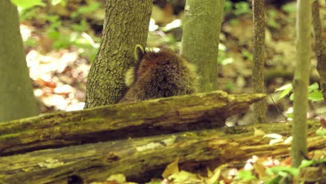 Cute-Racoon-in-the-woods,-Brown-racoon-scratching-his-fur,-Animals-in-wild-concept