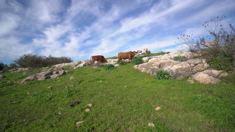extra-wide-shot-of-cows-eating-grass-on-a-hillside-cloudy-strite-lines-clear-sky