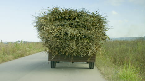 Funny-shot-of-a-very-full-trailer-carrying-corn-stalks-in-rural-Romania