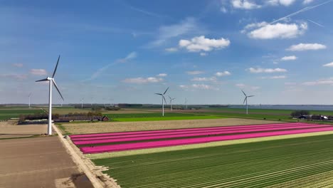 Row-of-Pink-tulips-and-a-wind-turbine-in-Flevoland-The-Netherlands,-Aerial-view