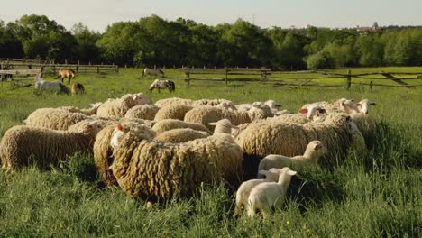 Flock-of-sheep-in-an-open-field-with-couple-of-small-lambs-with-them