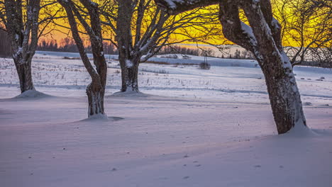 Bäume-Stehen-Im-Kalten-Winter-An-Einem-Schneebedeckten-Feld,-Wechselnde-Farben-Aufgrund-Des-Sonnenuntergangs,-Goldener-Horizont-Mit-Einem-Hauch-Von-Rosa-–-Statische-Zeitrafferaufnahme