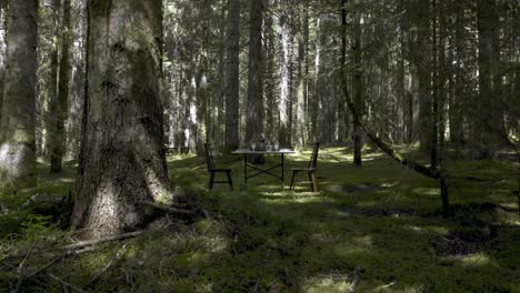 Dining-table-in-the-middle-of-a-fir-forest