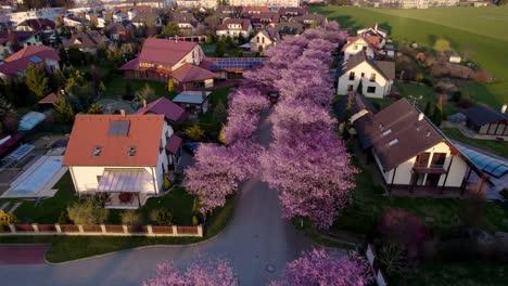Alley-of-flowering-pink-cherries-and-sakura-tree-among-family-houses-and-real-estate-in-the-city