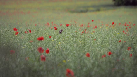 Overview-over-wild-red-poppies-flowers-in-full-bloom-in-rural-countryside-in-spring-time-in-evening-time