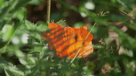 Bee-Attracted-By-Bright-Orange-Poppy-Obscured-By-Foliage,-Slow-Motion