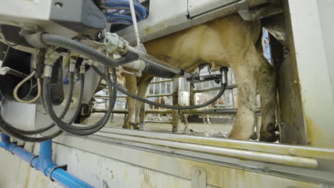 Automatic-laser-guided-machine-attaches-device-to-wash-milk-cow's-teats