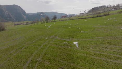 Flock-of-seagulls-flying-against-drone-at-scenic-rural-area