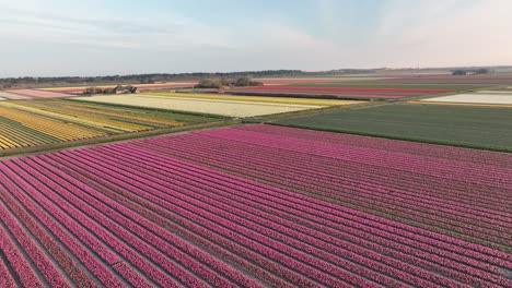 Tulip-fields-in-The-Netherlands-3---North-Holland-spring-season-sunrise---Stabilized-droneview-in-4k