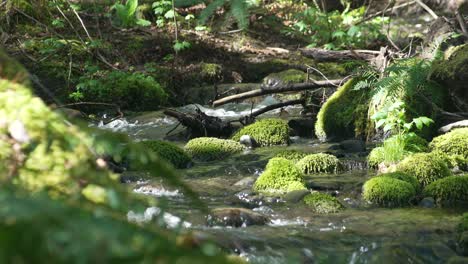 Beautiful-shot-of-a-small-creek-with-moving-water-in-slow-motion