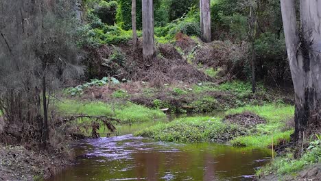 Hermosa-Y-Tranquila-Escena-De-Arbustos-De-Humedales-Australianos-A-Raíz-De-Las-Inundaciones-De-Queensland-De-2022-Con-Exuberante-Vegetación-Y-Flores-Rojas-En-Los-árboles-Colgantes