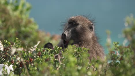 Male-baboon-scratching-while-chewing-and-eating-fruit-in-lush-Cape-Point-treetop