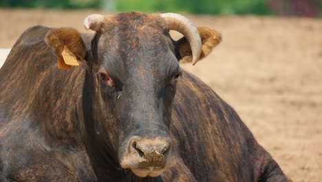 Closeup-Of-Horned-Bull-With-Ear-Tag-Looking-At-Camera-In-Anseong-Farmland