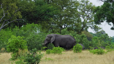 Familie-Afrikanischer-Buschelefanten,-Die-Im-Subtropischen-Wald-Spazieren-Gehen
