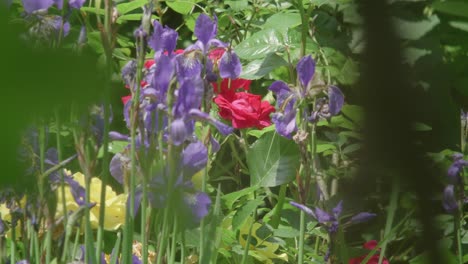Rote-Rose,-Umgeben-Von-Violetten-Irisblüten-Und-Viel-Grün-Im-Garten