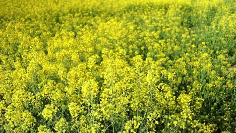 Yellow-rapeseed-bush-in-agricultural-field-landscape-during-blooming-season-in-remote-countryside