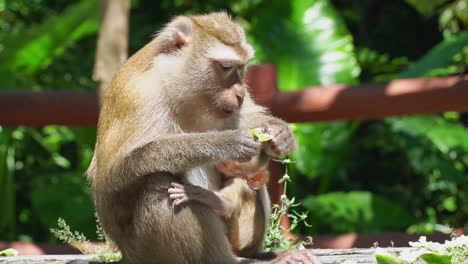 Monkey-eating-food-while-having-his-baby-at-his-belly