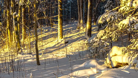 Mixed-forest-in-winter-covered-with-snow,-casting-shadows-during-a-calming-sunset-with-golden-glow---timelapse-static-shot