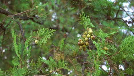 Close-Up-Of-Pine-Tree-Branches-With-Green-Leaves-And-Fruits