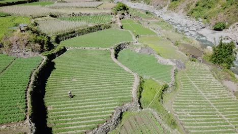 Landwirte-Bebauen-Ihr-Grünes-Garten-Reisfeld-Mit-Strohhüten-In-Den-Reisfarmen-Von-Kabayan-Benguet,-Philippinen,-Von-Oben-Nach-Unten,-Blick-Auf-Die-Sich-Nähernde-Luftaufnahme