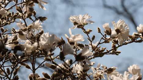 A-dynamic-low-angle-footage-of-Magnolia-flowers-in-bloom-from-its-tree