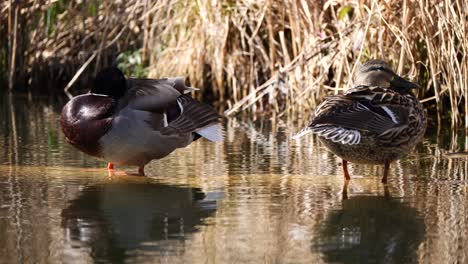 Close-up:-Couple-of-Ducks-standing-in-flat-pond-and-cooling-during-hot-summer-day