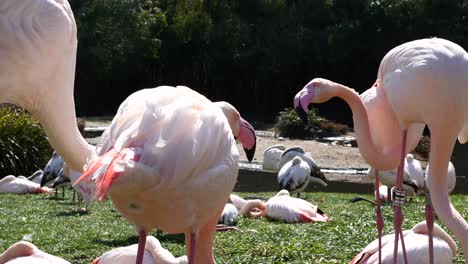 Eine-Gruppe-Rosafarbener-Flamingos,-Die-Sich-An-Einem-Sonnigen-Tag-Auf-Einer-Wiese-Ausruhen,-Im-Zoom,-Zeitlupen-Nahaufnahme