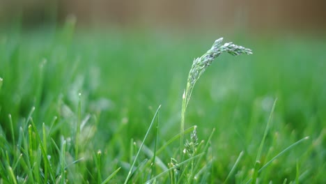 static-close-up-of-green-grass-with-subtle-waving-to-wind---Fescues-on-lawn