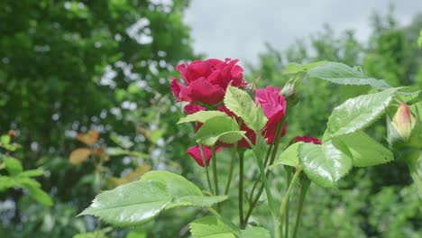 Planta-De-Rosa-Rosa-Con-Flores-Florecidas-Que-Resisten-El-Viento-Fuerte-En-El-Jardín