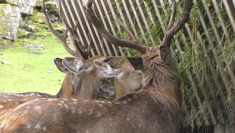 Row-Of-Deer-Eating-Fresh-Cut-Grass-At-Zoo-In-Austria
