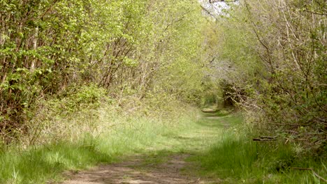 Grassy-Ancient-woodland-walk-Track