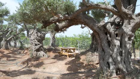 Olives-Trees-Dolly-Shot-At-Southern-District-Settlements-Sdot-Negev,-Israel