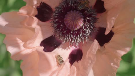 Multiple-Bees-Busy-Gathering-Pollen-Inside-Pale-Pink-Poppy-Flower
