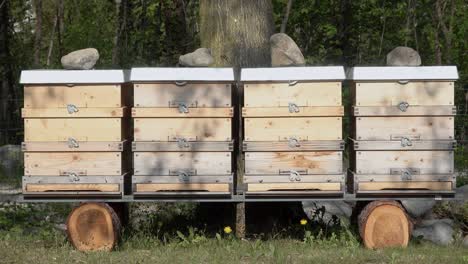 Front-of-four-wooden-beehives-