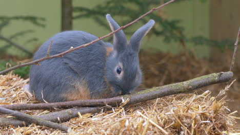 Close-up-of-cute-grey-rabbit-resting-in-straw-and-eating-during-sunny-day---prores422