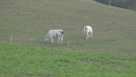 Vacas-Blancas-Pastando-Hierba-En-La-Granja-Rural