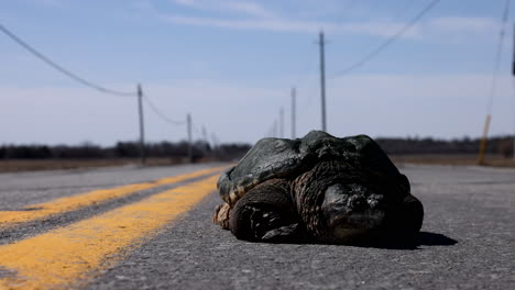 Traffic-danger-snapping-turtle-on-road
