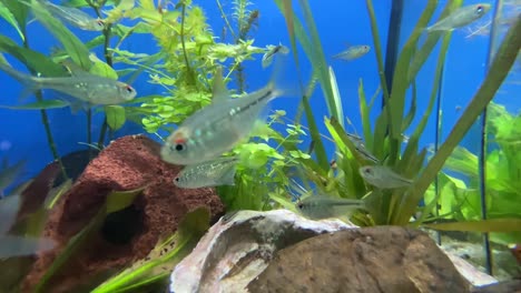 Macro-shot-of-many-silver-fish-swimming-underwater-in-aquarium-and-posing-into-camera