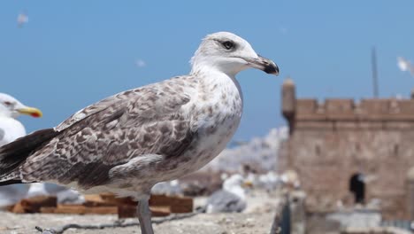 Seagulls-of-Essaouira,-Morocco-and-the-kasbah-of-Essaouira-behind-them,-the-place-where-Game-of-thrones-was-filmed