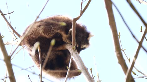 Bottom-up-shot-showing-sleepy-raccoon-dog-perched-on-branch-of-tree-and-relaxing-in-summer