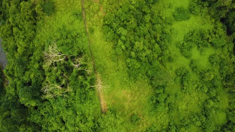 Bellas-Imágenes-Cinematográficas-De-Ubud,-Bali-Drone-Con-Exótica-Terraza-De-Arroz,-Pequeñas-Granjas,-Caminata-Campuhan-Ridge-Y-Plantaciones-Agroforestales