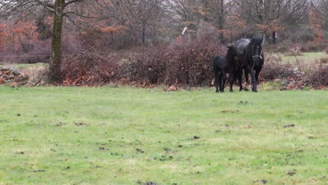 Black-female-horse-and-his-foal,-happily-walking-together