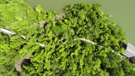 Ein-Wunderschöner-Anblick-Eines-Mangrovenwaldes,-Aufgenommen-Mit-Einer-Drohne