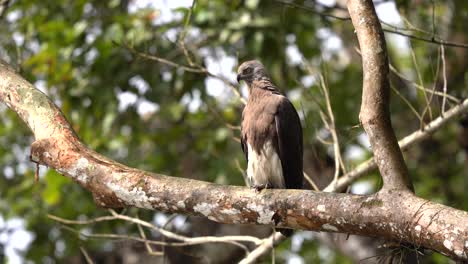 Ein-Grauköpfiger-Fischadler-Sitzt-Auf-Einem-Ast-Und-Blickt-Auf-Einen-See-Im-Dschungel-Von-Nepal