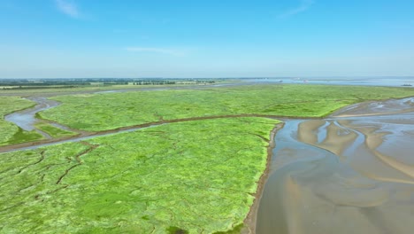 Long-aerial-shot-flying-tracking-a-muddy,-narrow-river-flowing-through-a-beautiful-green-river-delta-under-a-blue-sky