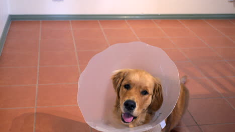 Dog-Sitting-With-A-Protective-Cone-Collar-Moves-To-Laying-Position