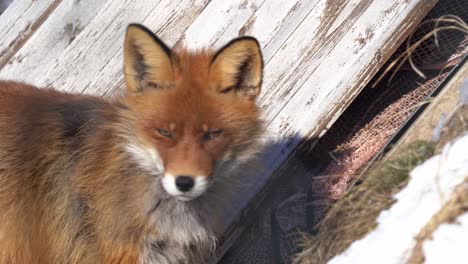 Curious-red-fox-looking-into-camera-before-sneaking-into-barn---Static-closeup-of-fox-head-in-winter-sunlight