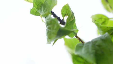 Bug-Infested-Tree-Branch-on-White-Background