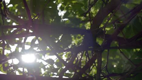 Sun-shining-through-tree-branches-producing-bright-flare-close-up,-Looking-up-handheld-shot