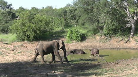 Elefanten-Und-Kapbüffel-Auf-Wasserstelle-In-Der-Afrikanischen-Savanne